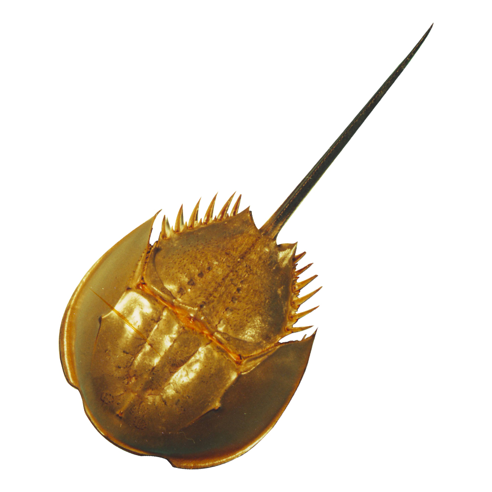 Horseshoe Crab