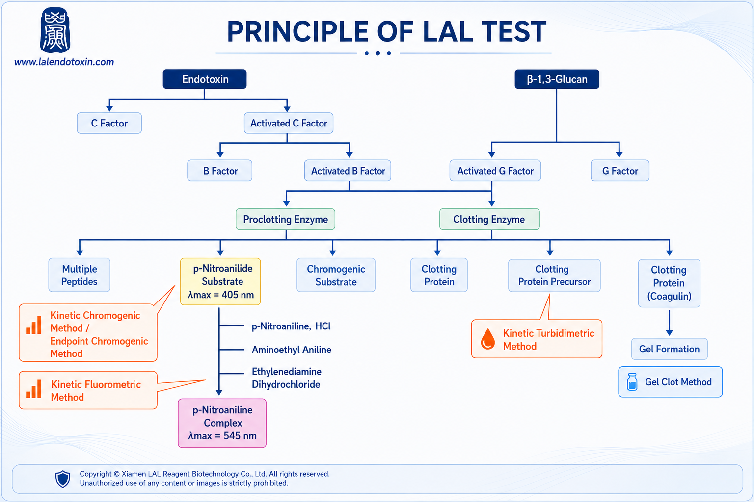 Mechanism of the LAL Test